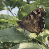 Speckled Wood, Brookhouse, S Yorks