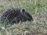 Hedgehog, Brookhouse, S Yorks