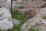 St Kilda Mouse