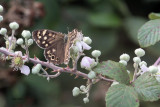 Speckled Wood, Brookhouse, South Yorkshire