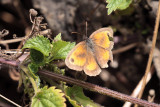 Gatekeeper, Brookhouse, South Yorkshire