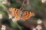 Comma, Brookhouse, South Yorkshire