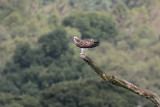 Osprey, Loch Lomond NNR, Clyde