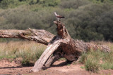 Osprey, Loch Lomond NNR, Clyde
