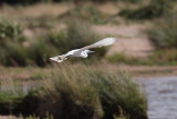 Little Egret, Ring Point-RSPB Loch Lomond, CLyde