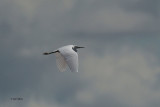 Little Egret, Ring Point-RSPB Loch Lomond, CLyde