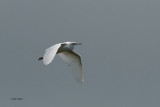 Little Egret, Ring Point-RSPB Loch Lomond, CLyde