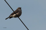 Sri Lanka Woodshrike, Uda Walawe NP, Sri Lanka