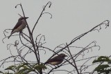 Sri Lanka Woodshrike, Uda Walawe NP, Sri Lanka