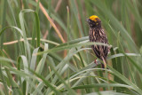 Streaked Weaver, Yala NP, Sri Lanka