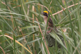 Streaked Weaver, Yala NP, Sri Lanka