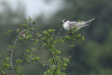 Whiskered Tern, Uda Walawe NP, Sri Lanka