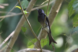 White-bellied Drongo, Kithulgala, Sri Lanka