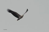 White-bellied Sea Eagle, Uda Walawe NP, Sri Lanka