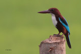 White-breasted Kingfisher, Tissamaharama, Sri Lanka