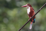 White-breasted Kingfisher, Kithulgala, Sri Lanka
