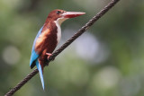 White-breasted Kingfisher, Kithulgala, Sri Lanka