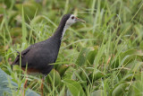 White-breasted Waterhen, Tissamaharama, Sri Lanka