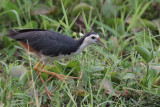 White-breasted Waterhen, Tissamaharama, Sri Lanka