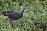 White-breasted Waterhen, Tissamaharama, Sri Lanka