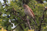 Reed Bunting, RSPB Loch Lomond, Clyde
