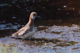 Red-necked Phalarope