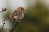 Woodchat Shike, Barns Ness, Lothian
