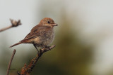 Woodchat Shike, Barns Ness, Lothian