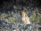 Curlew Sandpiper, Musselburgh, Lothian