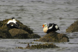 King Eider, Irvine, Ayrshire