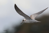 Black Tern, Hogganfield Loch, Glasgow