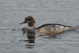 Goosander, Hogganfield Loch, Glasgow