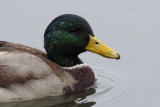 Mallard, Hogganfield Loch, Glasgow