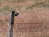 Brown Shrike, Voe, Shetland