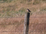 Brown Shrike, Voe, Shetland