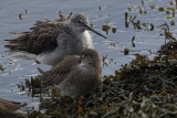 Greenshank, Kelburn Park, Clyde