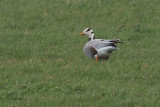 Bar-headed Goose, Fleck-Mainland, Shetland