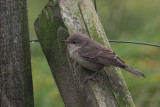 Barred Warbler, Norwick-Unst, Shetland