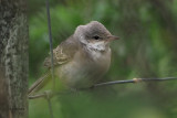 Barred Warbler, Norwick-Unst, Shetland