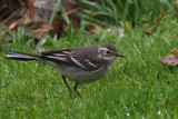 Citrine Wagtail, Gardie House-Bressay, Shetland