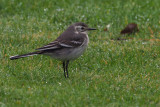 Citrine Wagtail, Gardie House-Bressay, Shetland