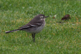 Citrine Wagtail, Gardie House-Bressay, Shetland