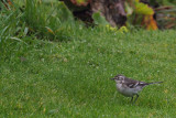 Citrine Wagtail, Gardie House-Bressay, Shetland