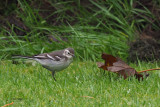 Citrine Wagtail, Gardie House-Bressay, Shetland