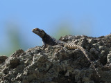 Lizard sp, Kaunos