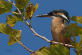 Kingfisher, Koycegiz