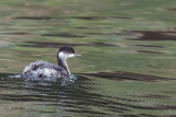 Black-necked Grebe, Lake Koycegiz