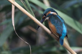 Kingfisher, Dalyan