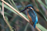 Kingfisher, Dalyan