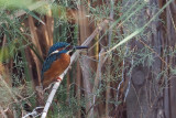 Kingfisher, Dalyan